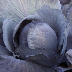 Kapusta Futurima RZ F1 2500 nasion PR st